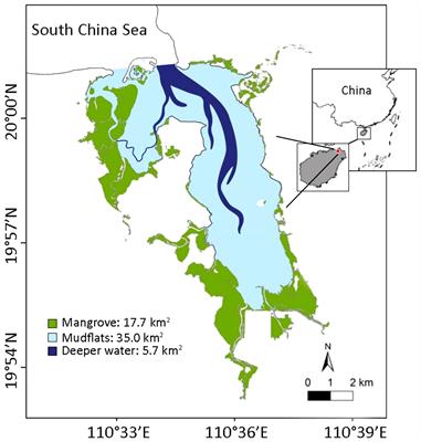 A preliminary model of the mangrove ecosystem of Dongzhaigang Bay, Hainan, (China) based on Ecopath and Ecospace